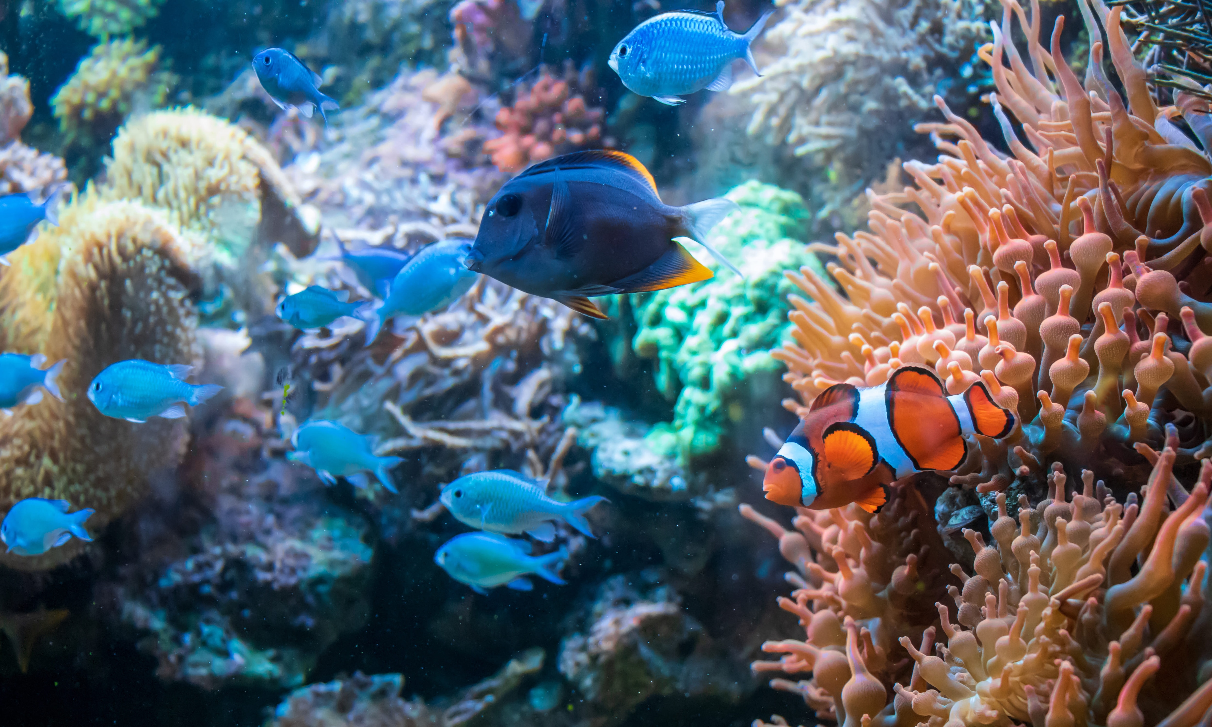 海洋友善防曬推薦 保護珊瑚礁與熱帶魚的環保防曬乳 海島旅行與浮潛必備用品